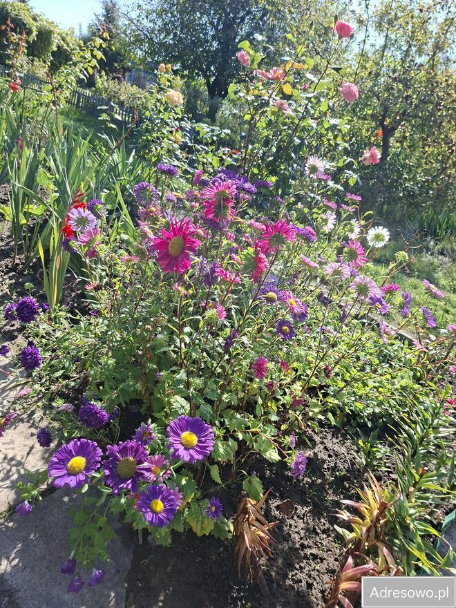 Działka rod Nowa Wieś Malborska. Zdjęcie 8