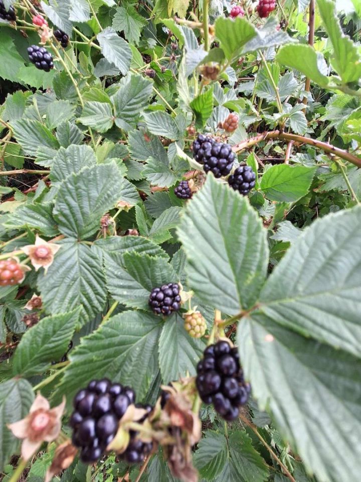 Działka rod Olsztyn. Zdjęcie 7