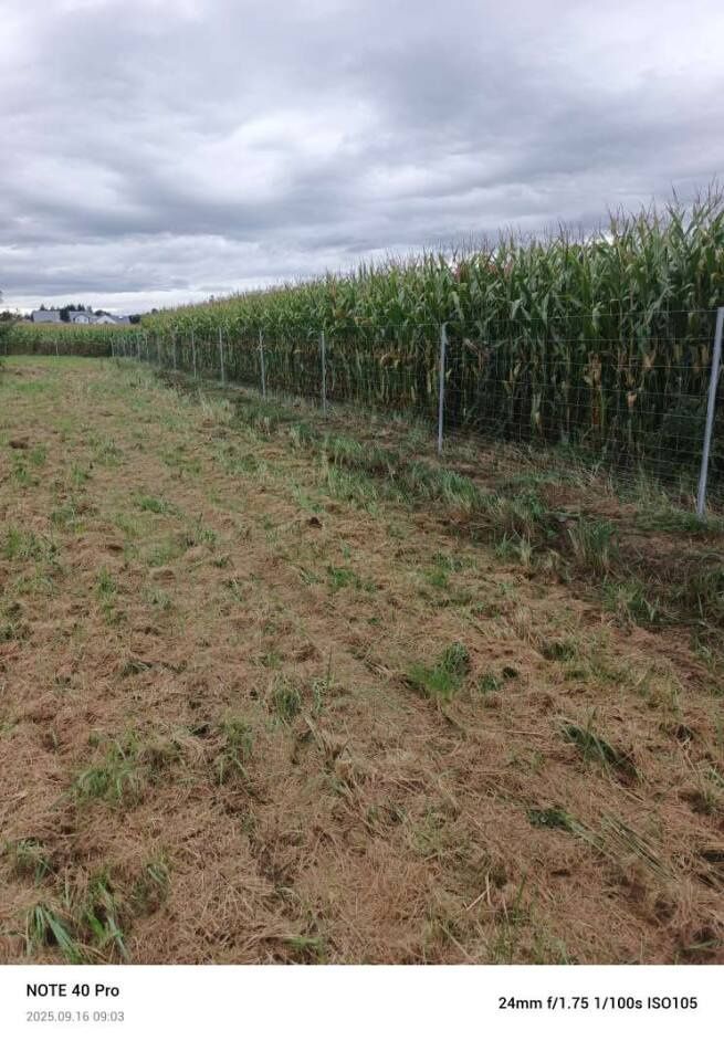 Działka budowlana Rusocice. Zdjęcie 3