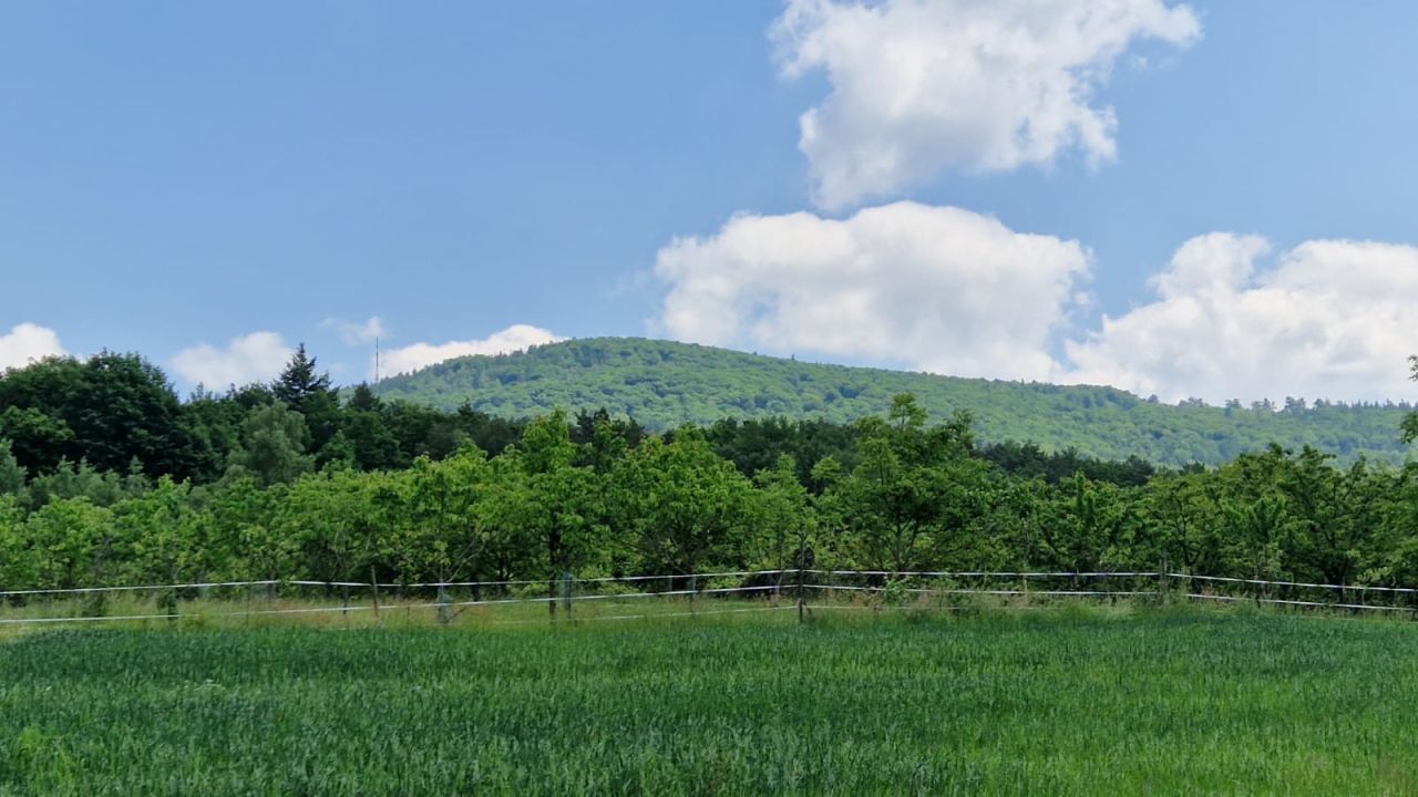 Działka siedliskowa Sady