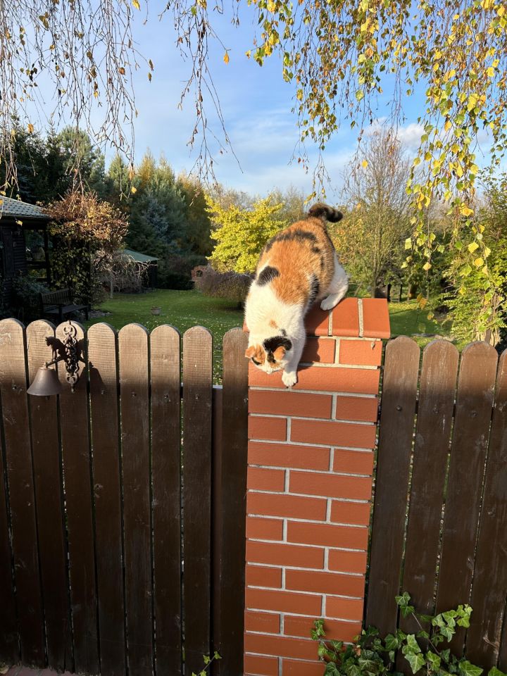 Działka rolno-budowlana Jerzyn. Zdjęcie 1