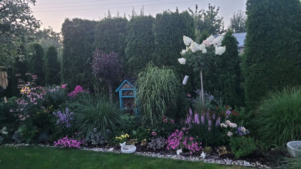 Działka rod Sierpc, ul. Adama Mickiewicza. Zdjęcie 2