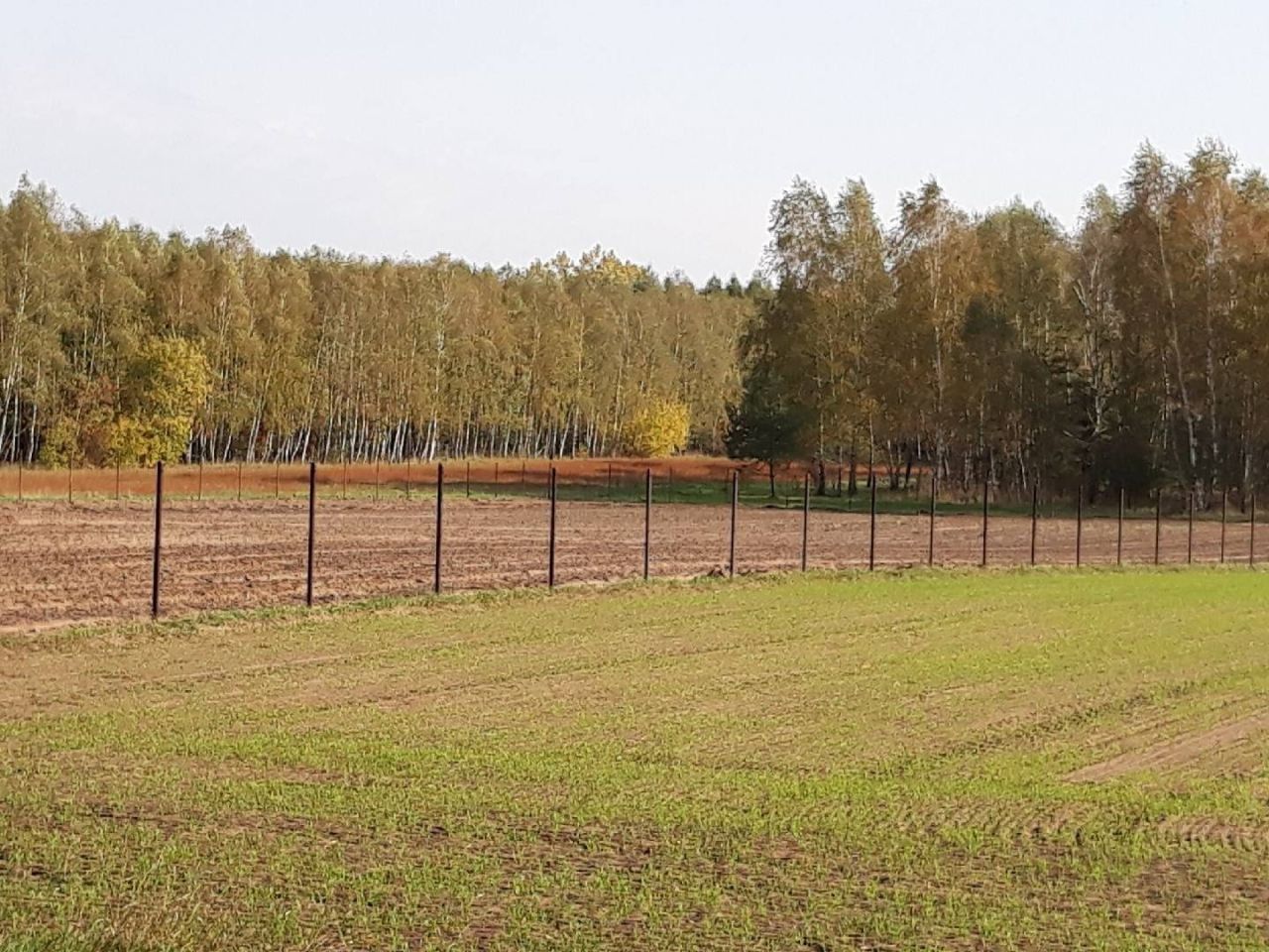 Działka rolno-budowlana Sobieski. Zdjęcie 3