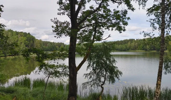 Działka leśna Sąpolno