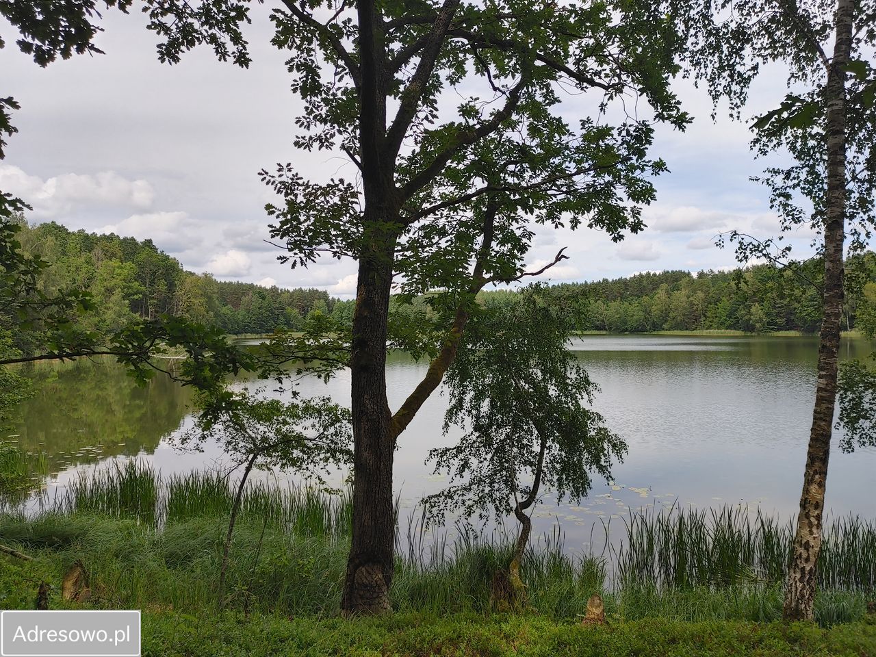 Działka leśna Sąpolno