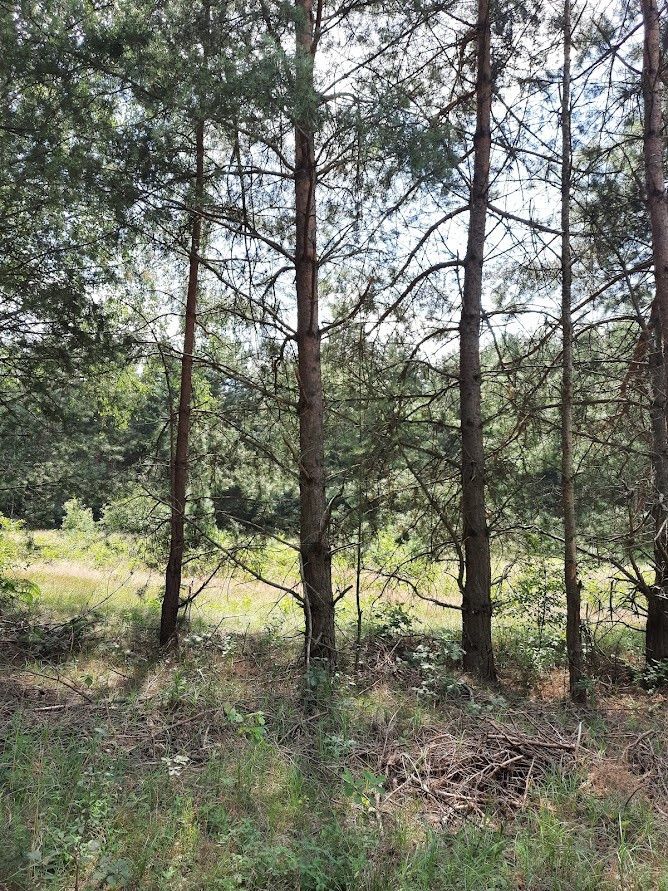 Działka leśna Żarki-Letnisko, ul. Jasna. Zdjęcie 6