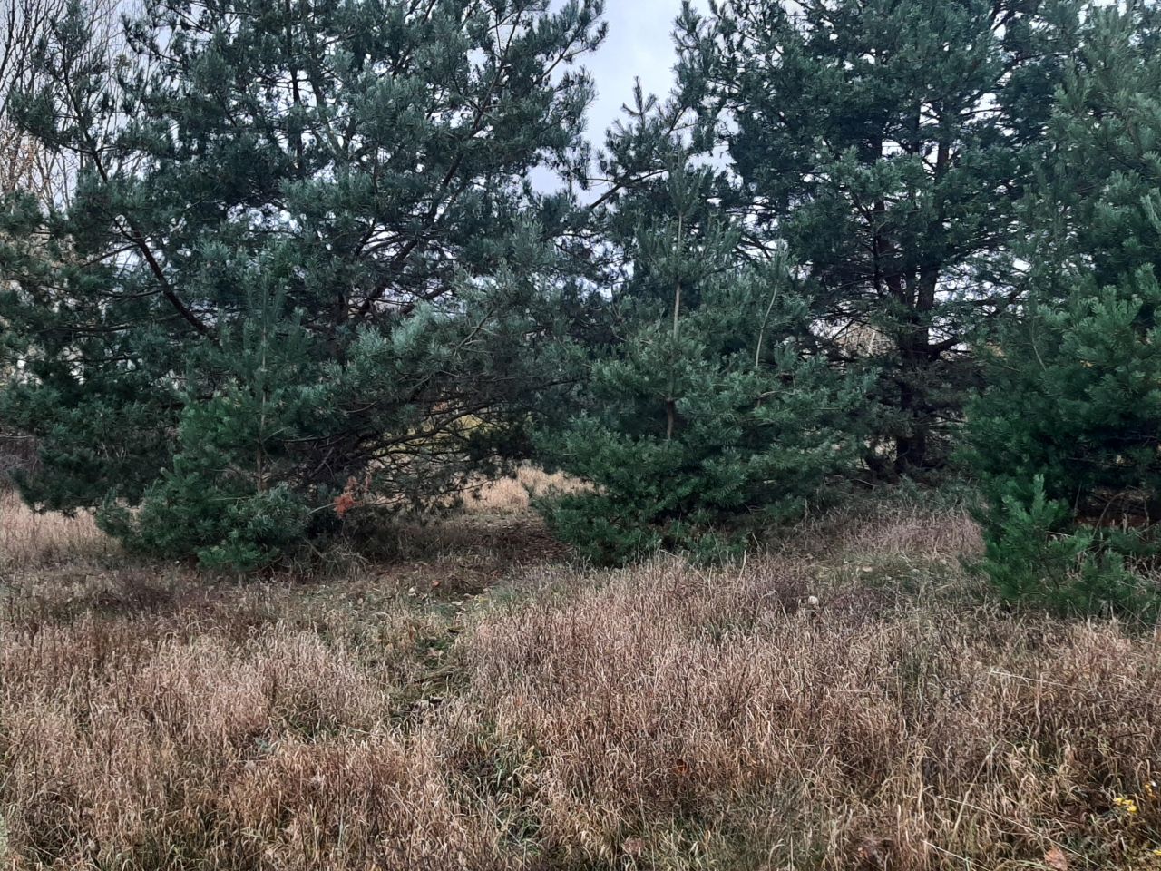 Działka budowlana Złotniczki, ul. Błękitna. Zdjęcie 8