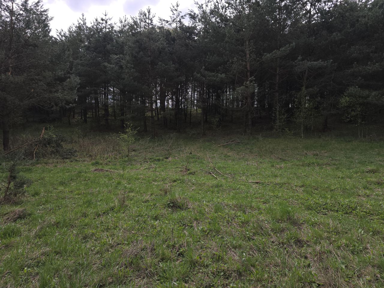 Działka leśna Ruś. Zdjęcie 7