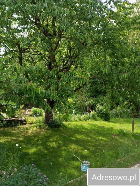 Działka rod Rypin, ul. Spokojna. Zdjęcie 3