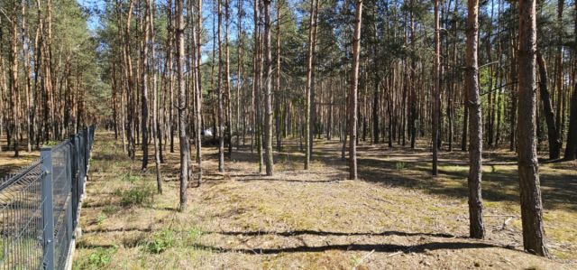 Działka leśna Makówka. Zdjęcie 5