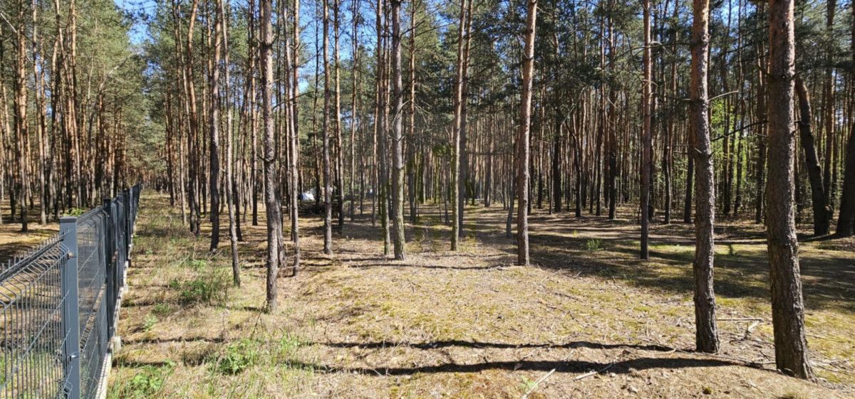 Działka leśna Makówka. Zdjęcie 5