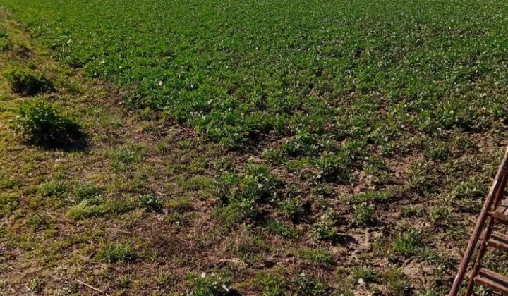 Działka budowlana Miłków-Kolonia