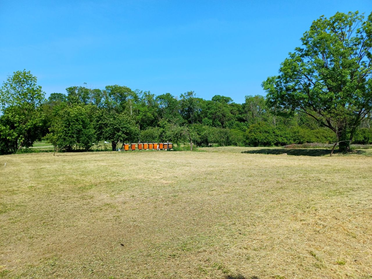 Działka budowlana Młodasko, ul. Kaźmierska. Zdjęcie 16