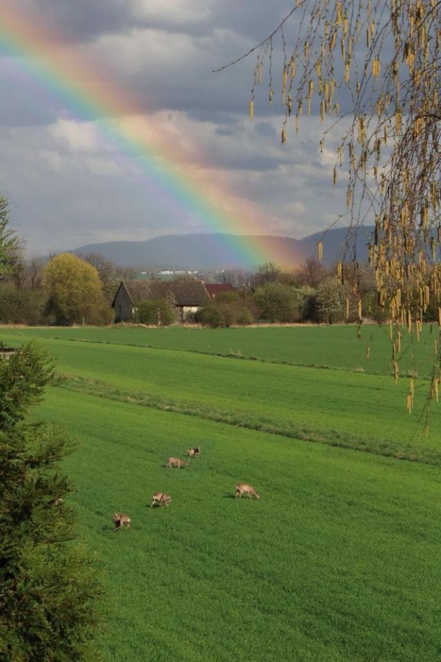 dom wolnostojący, 8 pokoi Bielany. Zdjęcie 7
