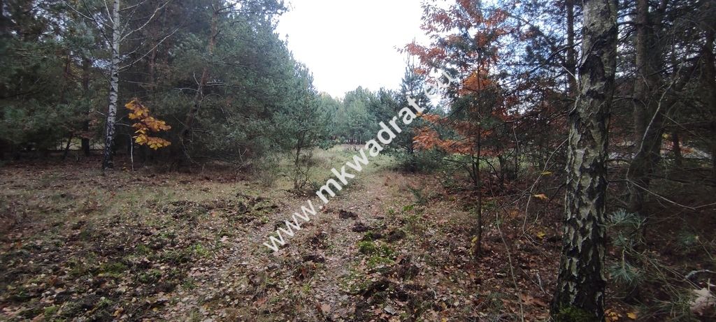 Działka budowlana Tłumy. Zdjęcie 5