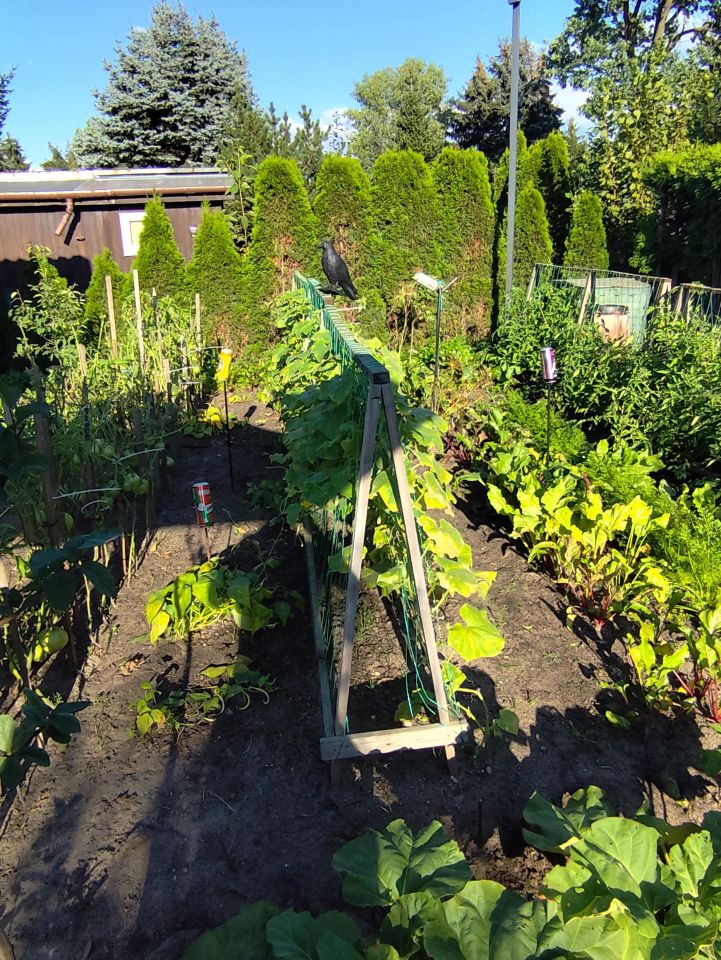 Działka rod Warszawa Białołęka, ul. Ornecka. Zdjęcie 10