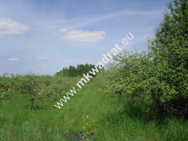 Działka budowlana Baszkówka. Zdjęcie 1