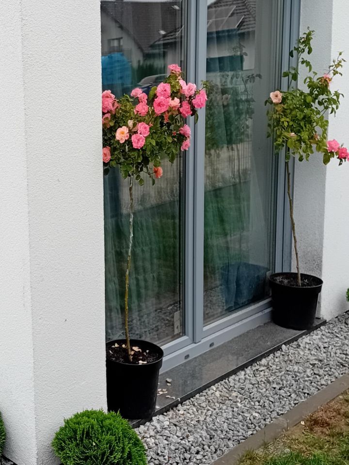 bliźniak, 5 pokoi Łozina, ul. Milicka. Zdjęcie 4