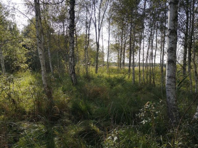 Działka rekreacyjna Szczechy Małe. Zdjęcie 15