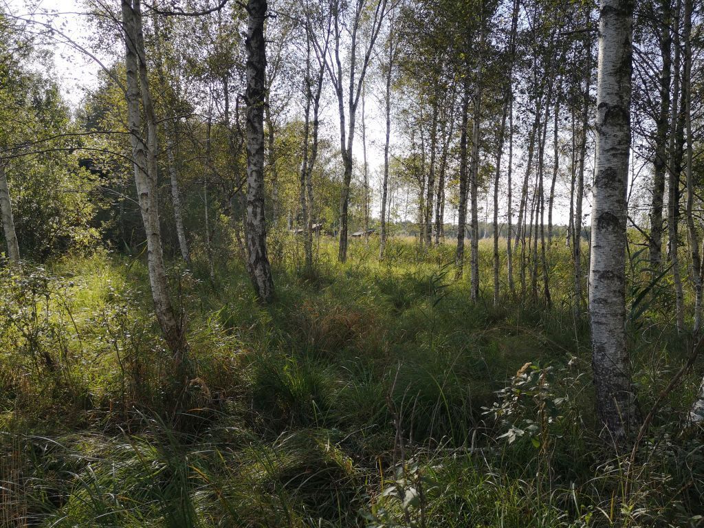 Działka rekreacyjna Szczechy Małe. Zdjęcie 15