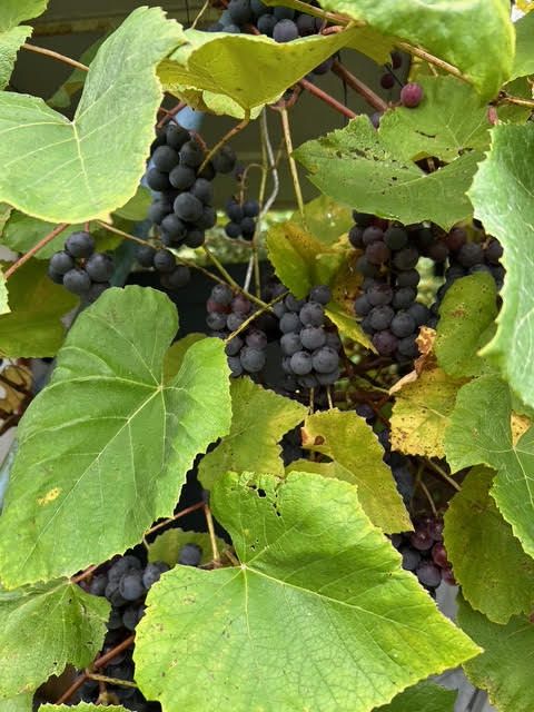 Działka rod Jastrzębie-Zdrój, ul. Chlebowa. Zdjęcie 11