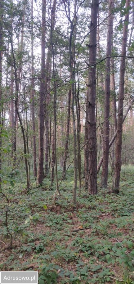 Działka leśna Biszcza. Zdjęcie 7