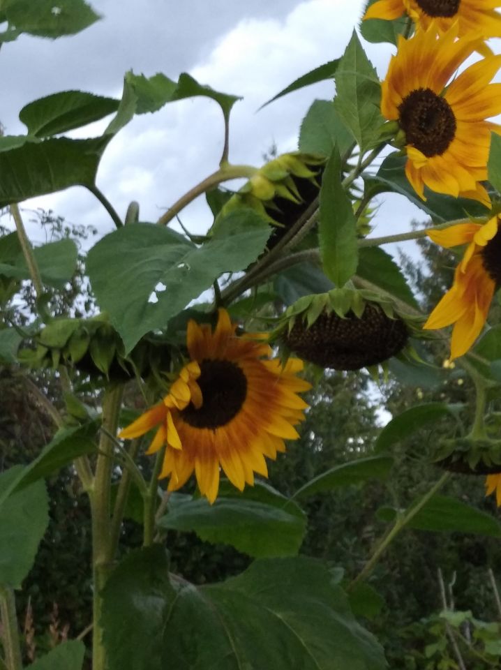 Działka rod Białystok Dojlidy, ul. Dojnowska. Zdjęcie 6