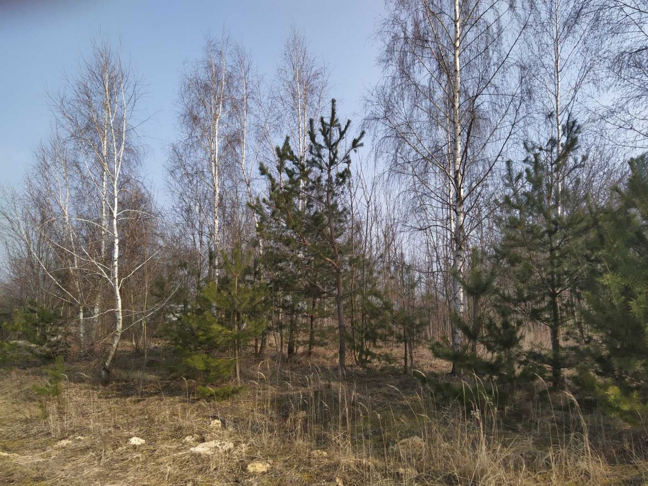 siedlisko Popławy. Zdjęcie 5