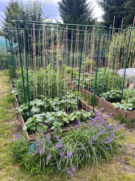 Działka rod Białystok Wygoda, ul. 42 Pułku Piechoty. Zdjęcie 3