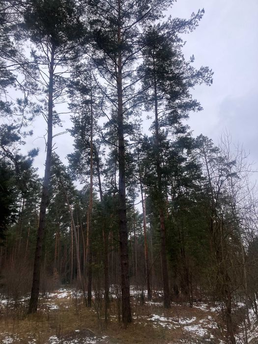 Działka inwestycyjna Huta Szumy. Zdjęcie 3