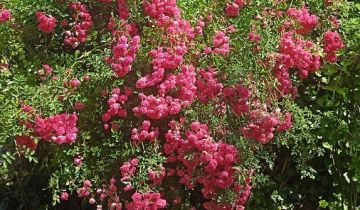 Działka rod Wrocław Brochów, ul. Ignacego Mościckiego