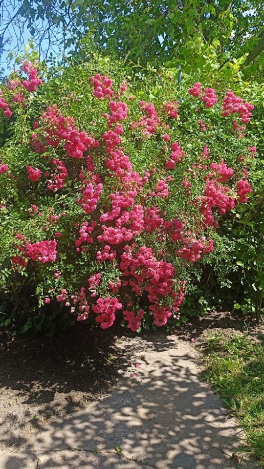 Działka rod Wrocław Brochów, ul. Ignacego Mościckiego. Zdjęcie 2