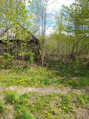 Działka leśna Bierniki. Zdjęcie 1