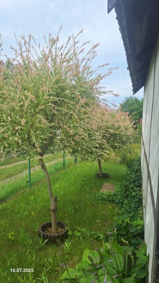 Działka rod Gdynia Karwiny. Zdjęcie 7