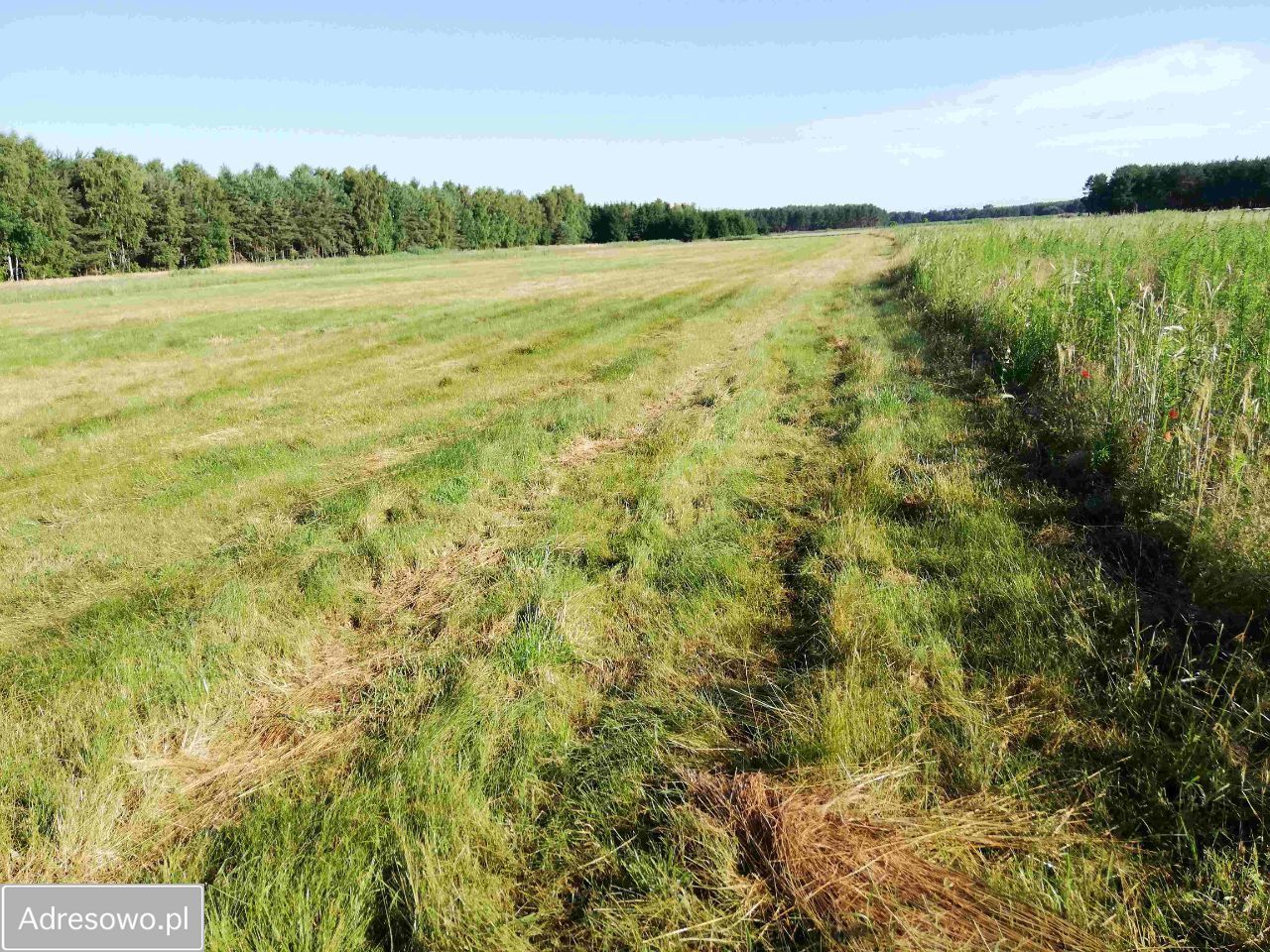 Działka rolna Nowa Obra. Zdjęcie 2