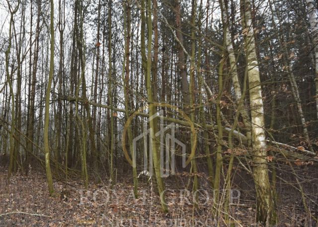 Działka leśna Jawidz. Zdjęcie 7