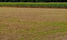 Działka inwestycyjna Dębina, ul. Polna. Zdjęcie 2