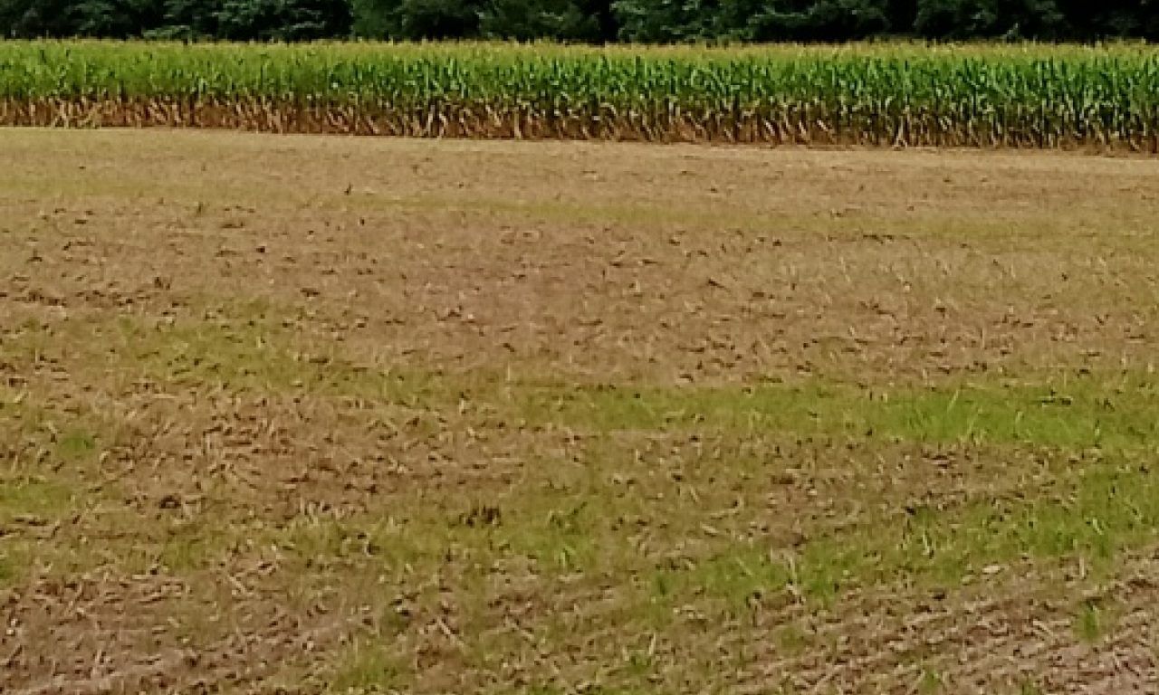 Działka inwestycyjna Dębina, ul. Polna. Zdjęcie 3