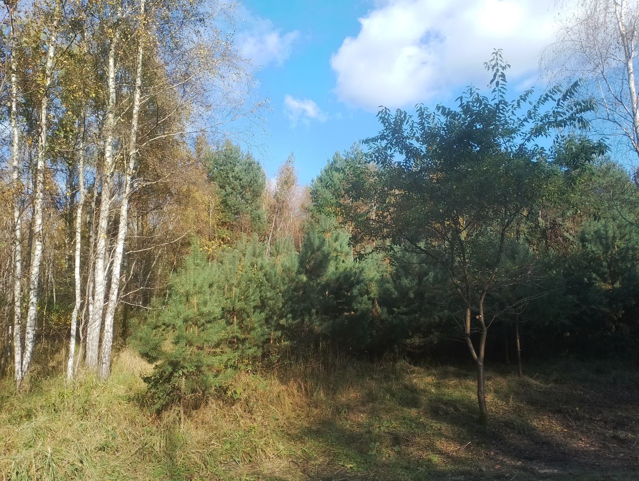 Działka budowlana Ewina. Zdjęcie 3