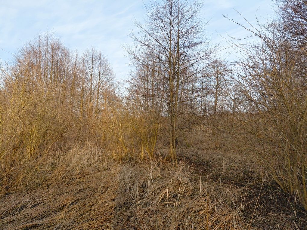 Działka rekreacyjna Wola Jabłońska. Zdjęcie 2