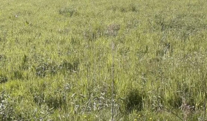 Działka rolno-budowlana Konieczkowa