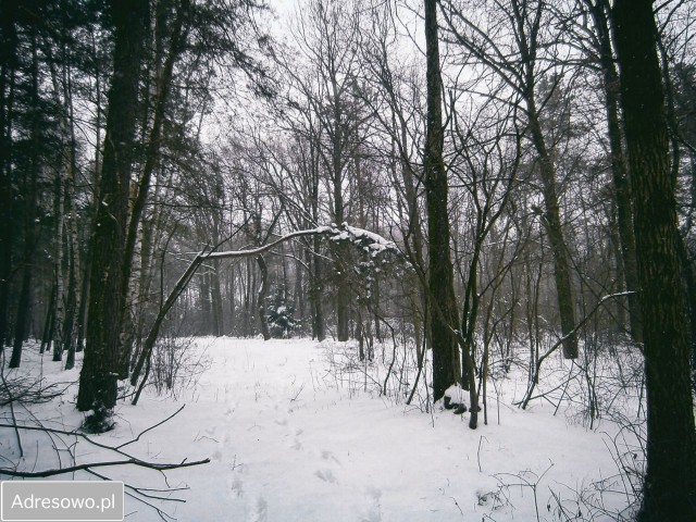 Działka leśna Zając. Zdjęcie 1
