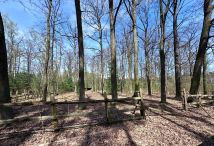 Działka leśna Tłokinia Wielka. Zdjęcie 4