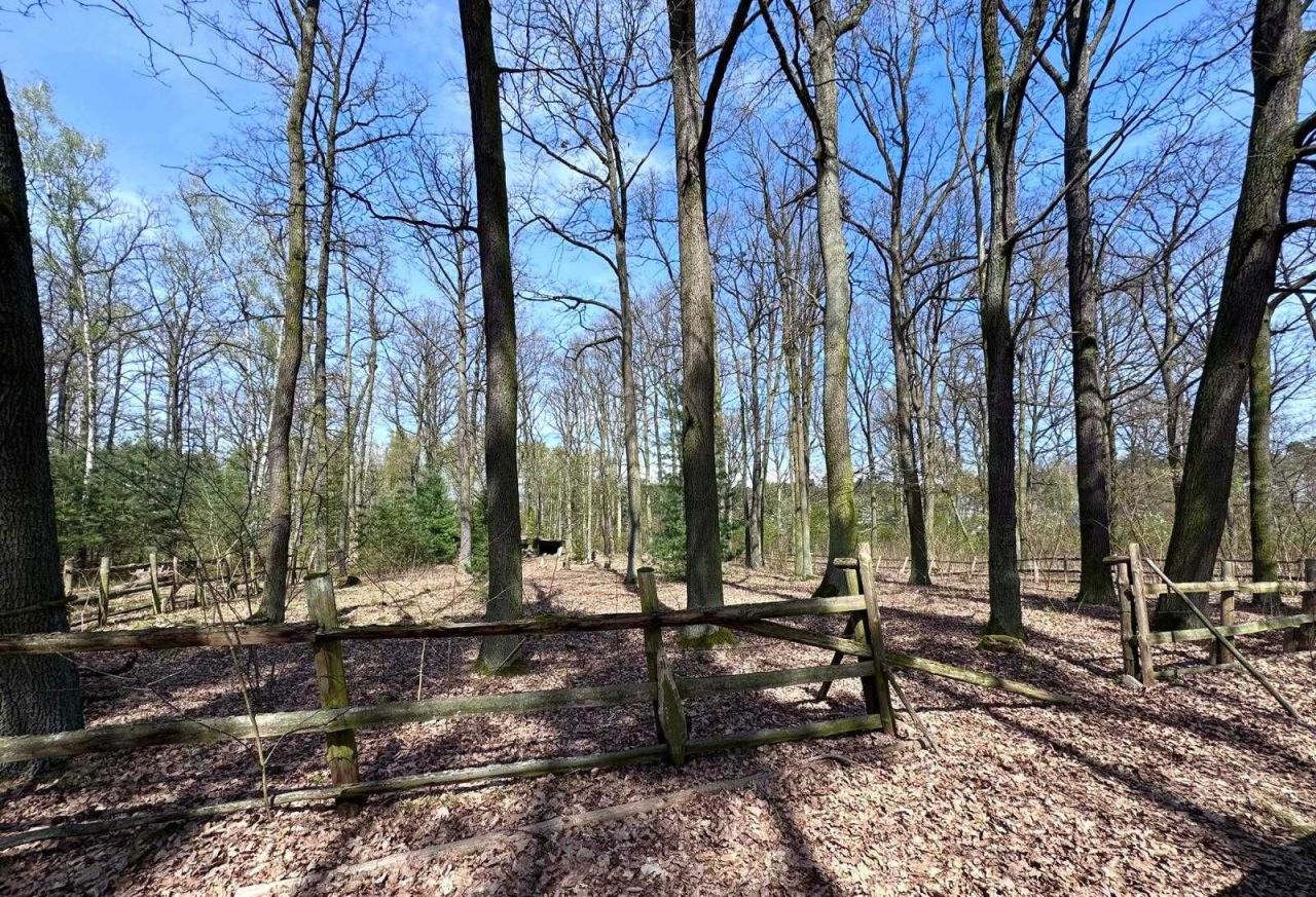 Działka leśna Tłokinia Wielka. Zdjęcie 5