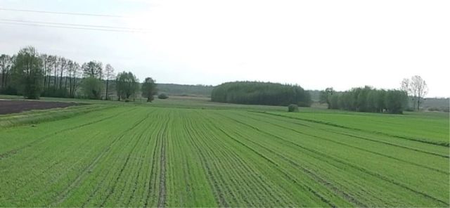Działka rolno-budowlana Krzewent. Zdjęcie 1