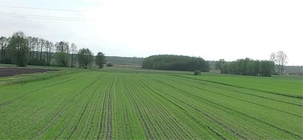 Działka rolno-budowlana Krzewent
