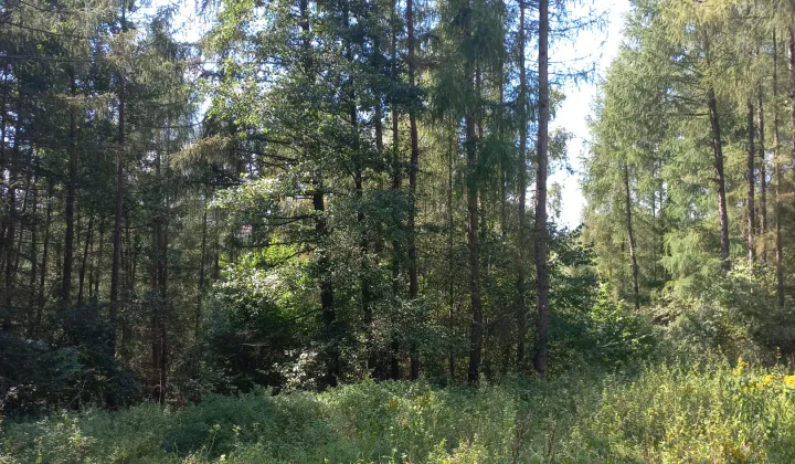 Działka leśna Ryglice Galia Górna
