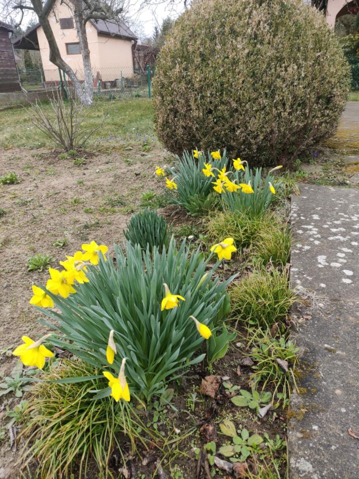 Działka rod Lubin Przylesie, ul. Józefa Piłsudskiego. Zdjęcie 4
