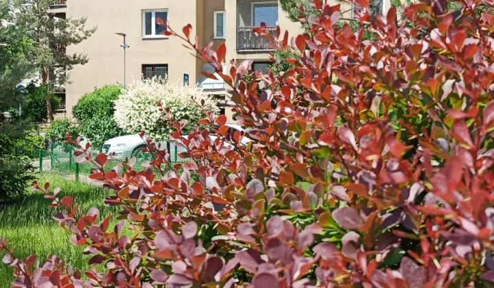 Mieszkanie 3-pokojowe Warszawa Praga-Północ, ul. Jagiellońska