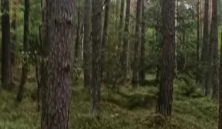 Działka leśna Zawadów